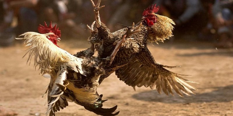 Thông tin chi tiết về cược đá gà thomo Ku11